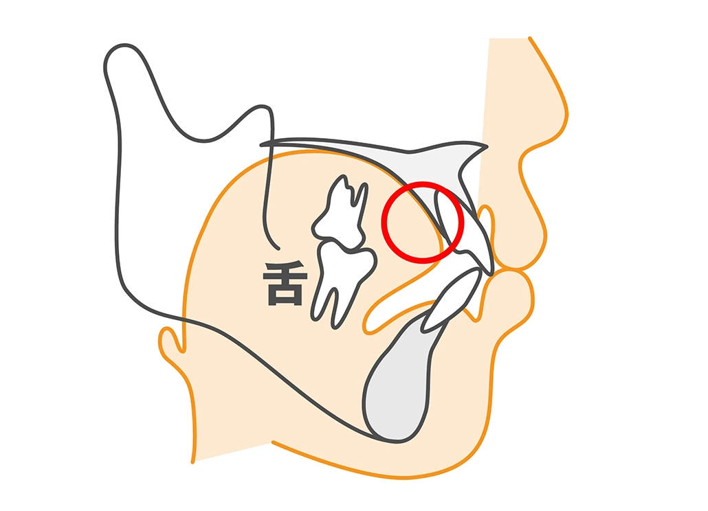 正しい舌の位置